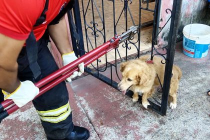 FOTO_CBMAM_ARQUIVO_ANIMAIS (4)