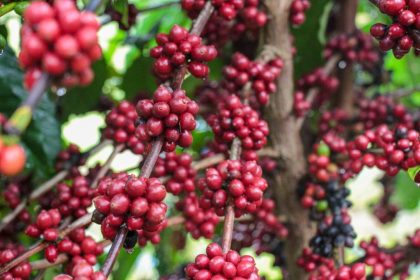 Idam_Crescimento da produção cafeeira no Amazonas_Divulgação (2)