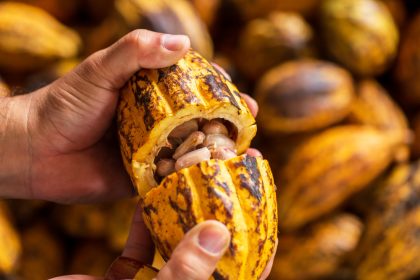 Idam_Produção de cacau cresce em 25% em 2025_Fotos divulgação (3)