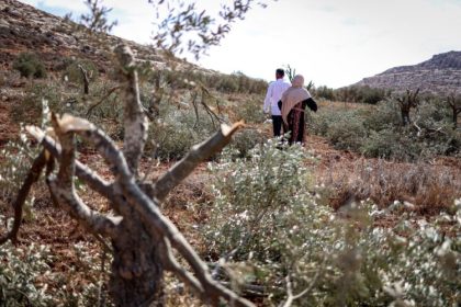 OLIVEIRAS PALESTINA