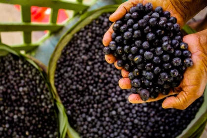 açaí divulgação