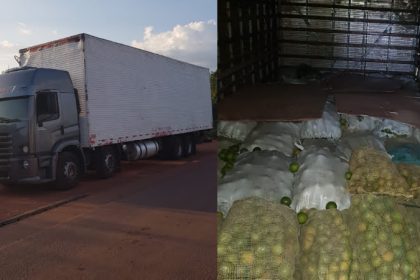 A praga tem potencial para gerar grandes danos à fruticultura e ataca 30 espécies (Foto: Divulgação/Adaf)
