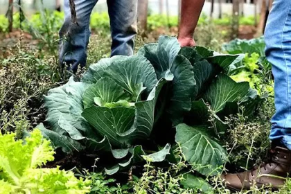 alimentos