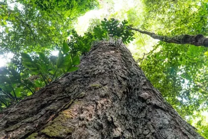 arvore amazonia