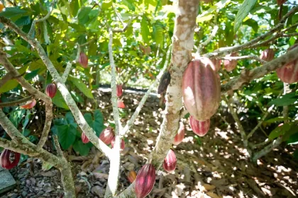cacau