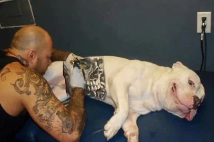 cachorro_tatuado02