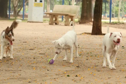 cães