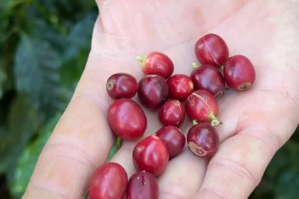 cafe_produizido_pela_fazenda_florenca