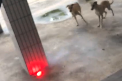 catolé cães