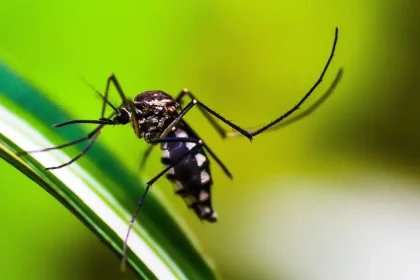 dengue mosquito