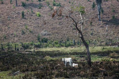 Cleared and burned area in Pará begins to receive its new residents. In 2014, the state had the seventh largest flock of the country, according to the Ministry of Agriculture, Livestock and Supply.
Área desmatada e queimada, no Pará, começa a receber seus novos moradores. Em 2014, o estado tinha o sétimo maior rebanho do País, segundo informações do Ministério da Agricultura, Pecuária e Abastecimento.
