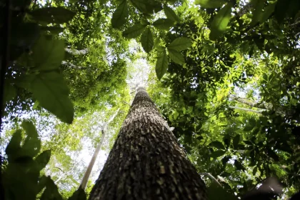 floresta marcelo camargo abr