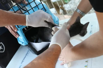 gatos