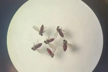 mosquito-culicoides-paraensis