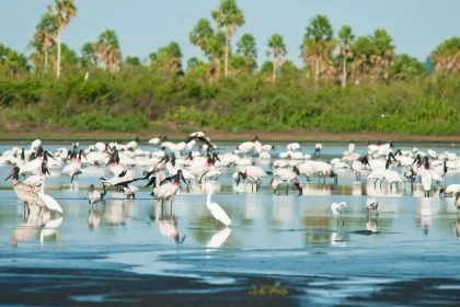 pantanal