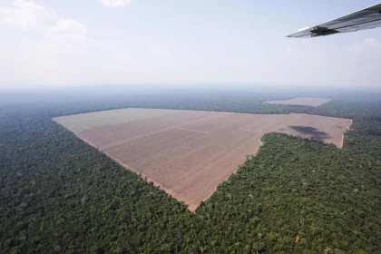 plantação