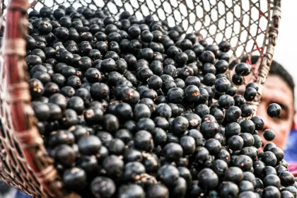 polpa de frutas