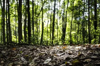 produção florestal