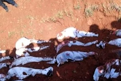 siria cova coletiva